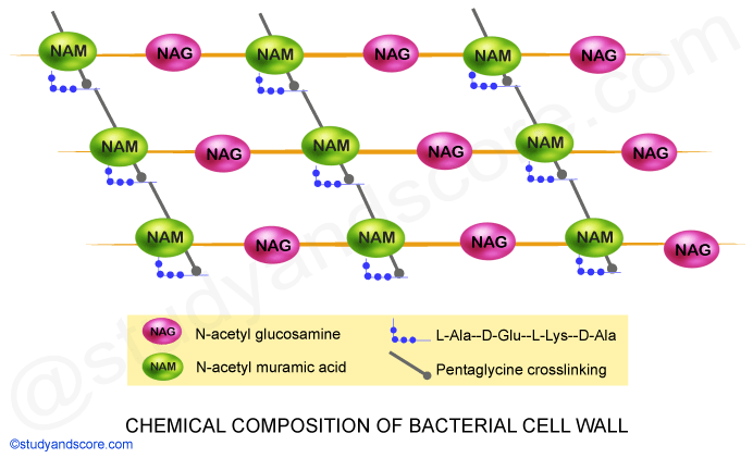 Chemical composition of bacterial cell wall, NAM, NAG, Pentaglycine crosslinking, N-acetyl glucosamine, N-acetyl muramic acid